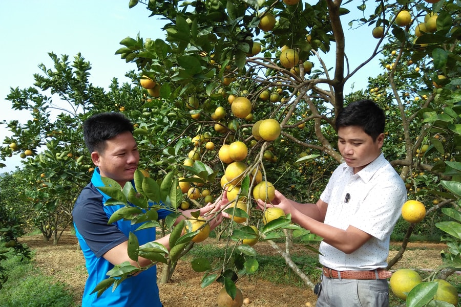 Thanh Chương: Cam chín muộn cho doanh thu hàng trăm triệu đồng/ha