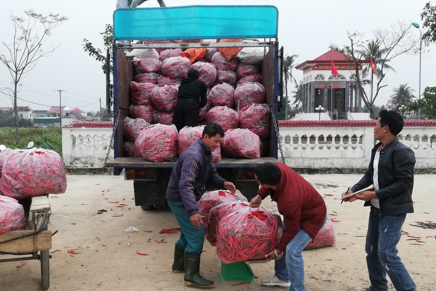Nông dân Diễn Châu thu nhập cao từ ớt cay