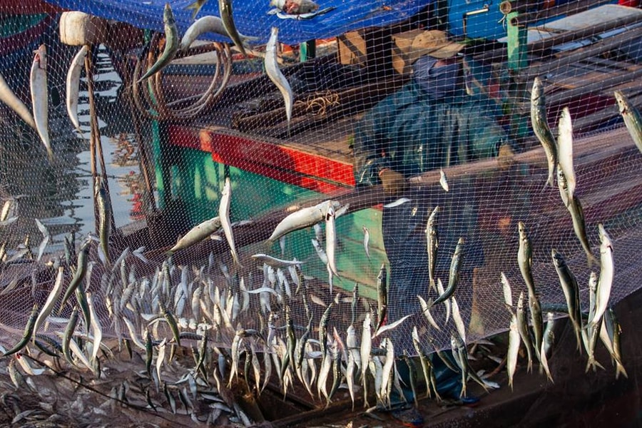 Du khách thích thú xem “gỡ lưới trích” khi tới đền Cờn