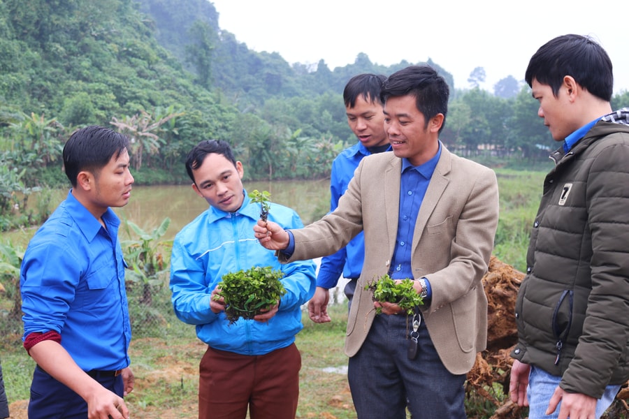 Tỉnh đoàn Nghệ An xây dựng vườn ươm giống cây chuỗi ngọc 2.000m2