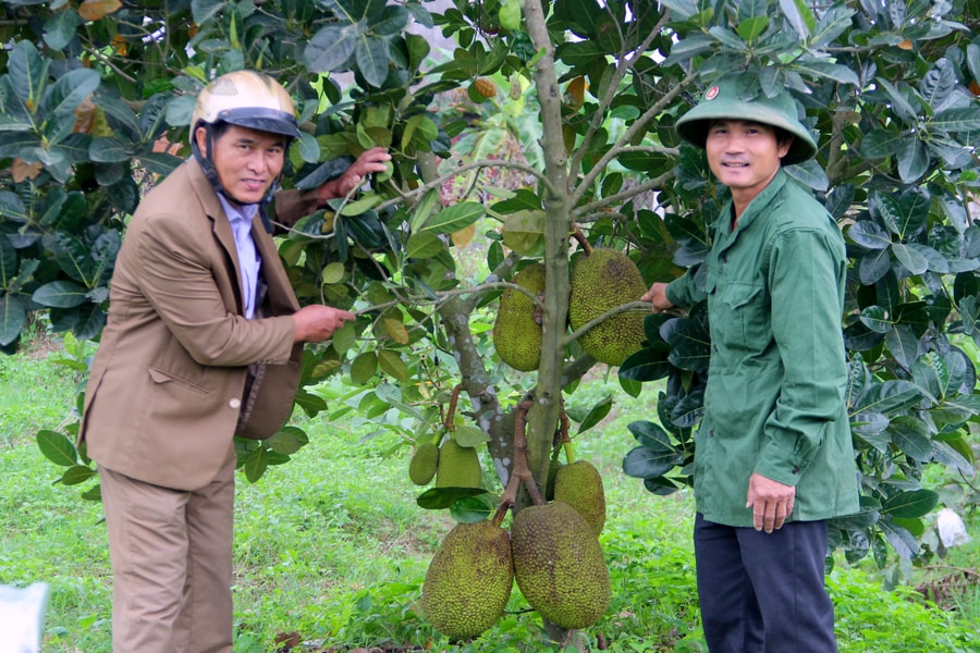 Vườn cây ăn quả ở Nam Đàn “níu du khách”