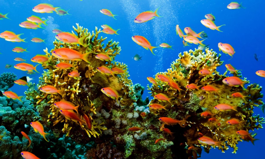 Nga chế tạo robot “thợ lặn” hoạt động dưới nước