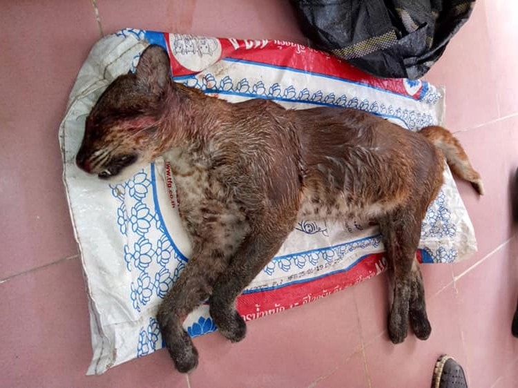 Bắt đối tượng vận chuyển cá thể nghi là beo lửa