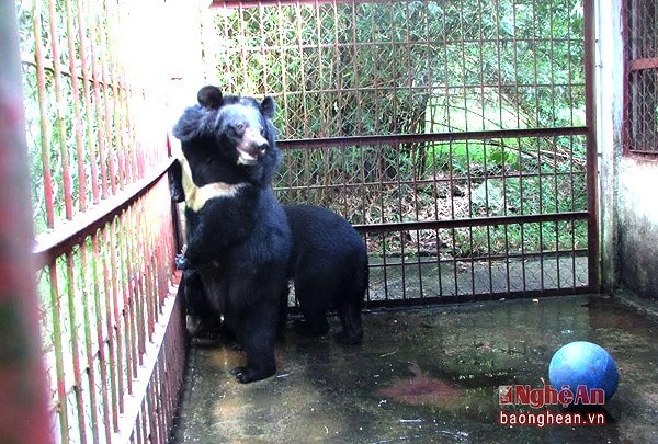 Sẽ chấm dứt hoàn toàn việc nuôi gấu lấy mật bất hợp pháp ở Nghệ An