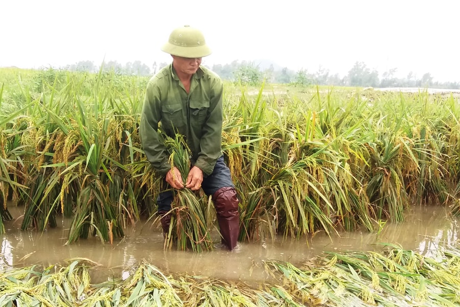 Nông dân Nghệ An ra đồng khắc phục lúa xuân bị gãy đổ