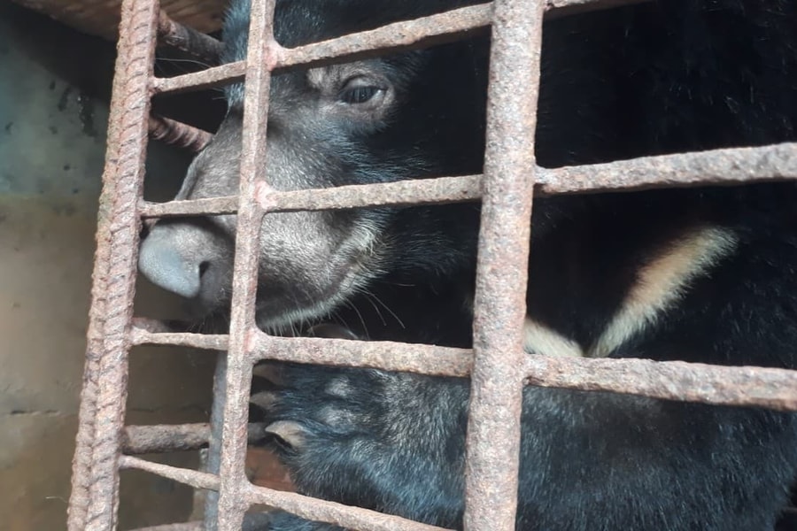 Chấm dứt việc nuôi nhốt gấu bất hợp pháp