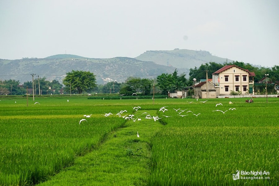 Cần xây dựng một làng quê xứ Nghệ 'thuần chất Nghệ'
