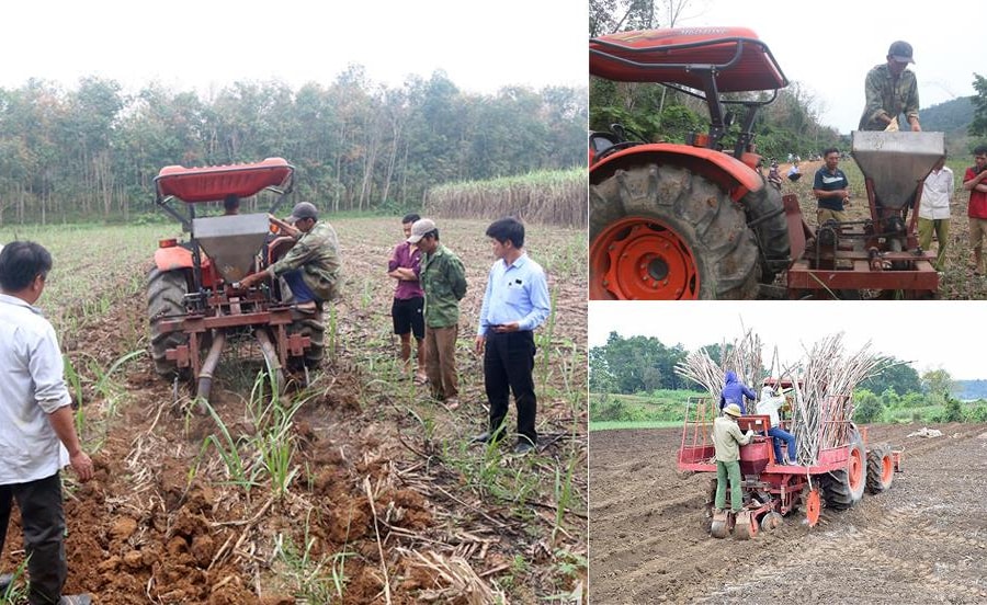 Công ty CP Mía đường Sông Con: Đồng hành cùng người trồng mía trong giai đoạn khó 
