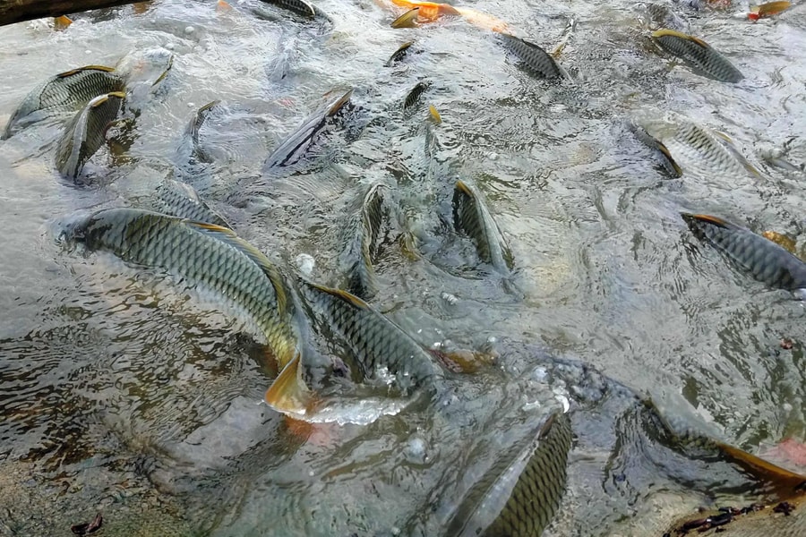 Làm lồng bè, nuôi cá chép giòn trên sông Lam