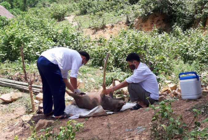 Khoanh vùng dập dịch lợn ở xã biên giới Keng Đu (Kỳ Sơn)