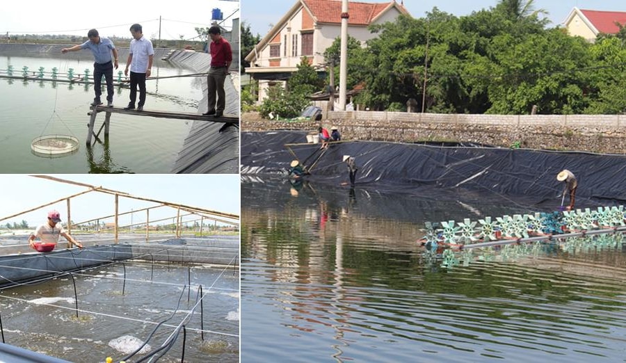Chăn nuôi an toàn sinh học - Giải pháp bảo vệ đàn vật nuôi ở Nghệ An