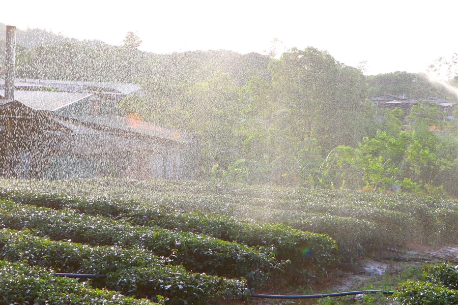 Cơn mưa nhân tạo cứu hàng trăm ha chè ở Nghệ An