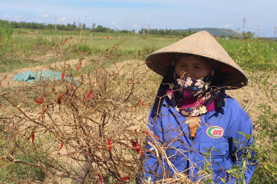 Ớt cay chết khô, lúa nghẽn đòng phải cắt cho trâu ăn vì nắng hạn