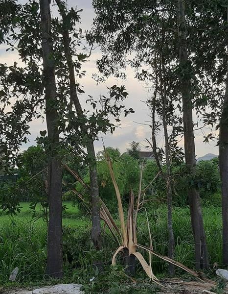 Nghệ An: Sét đánh nát tươm cây tràm, người đàn ông cắt cỏ bất tỉnh