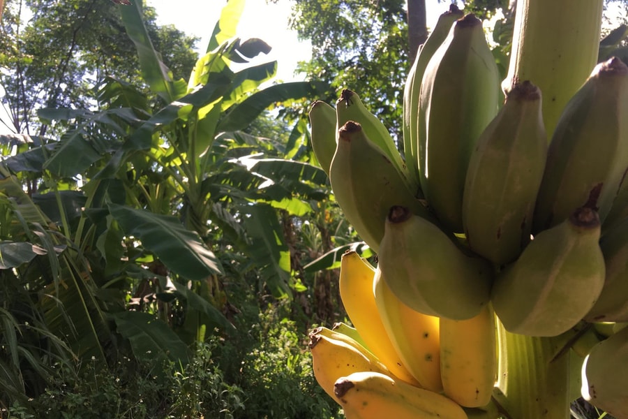 Nghệ An: Giống chuối chịu được khô hạn, ngập lụt đắt hàng dịp Rằm tháng Bảy