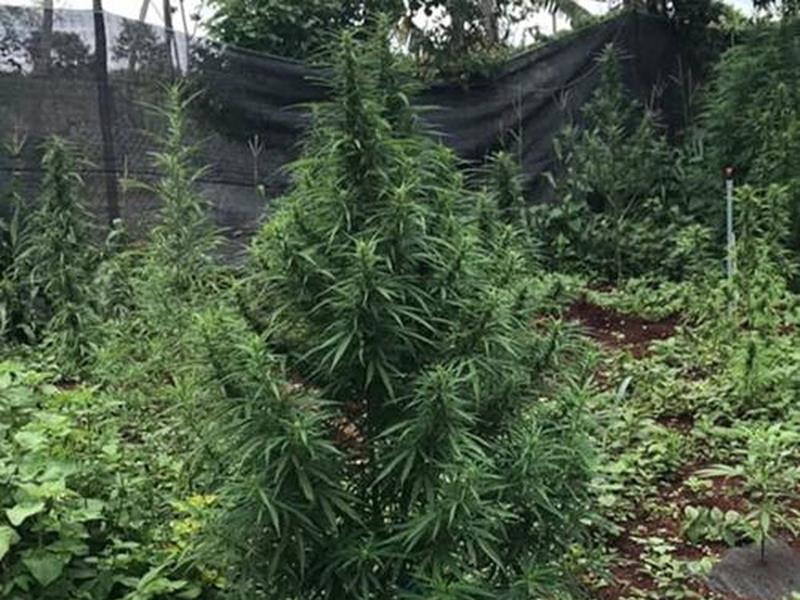 Liều lĩnh trồng cần sa trong quán karaoke