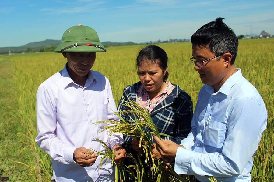Nghệ An: Nhiều diện tích lúa hè thu lép hạt, mất trắng hoàn toàn