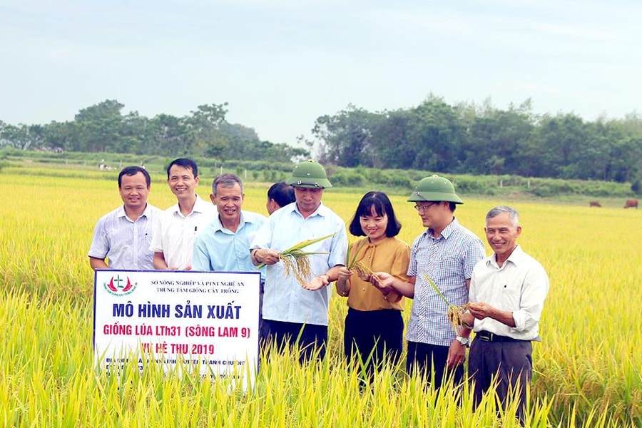 Giống lúa Sông Lam 9 đạt năng suất trên 60 tạ/ha trong vụ hè thu 2019