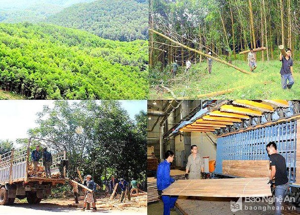 Nghệ An xây dựng khu nông nghiệp ứng dụng công nghệ cao về lâm nghiệp