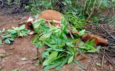 Nghệ An: Khởi tố 4 người đàn ông giết bò của người khác, lấy thịt ăn