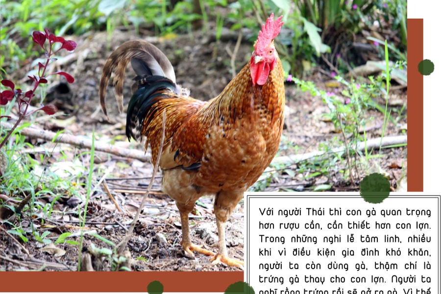 Quan niệm tâm linh về gà cúng của đồng bào vùng cao Nghệ An