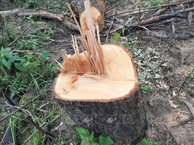Khởi tố vụ phá hơn 2 ha rừng lấy đất sản xuất