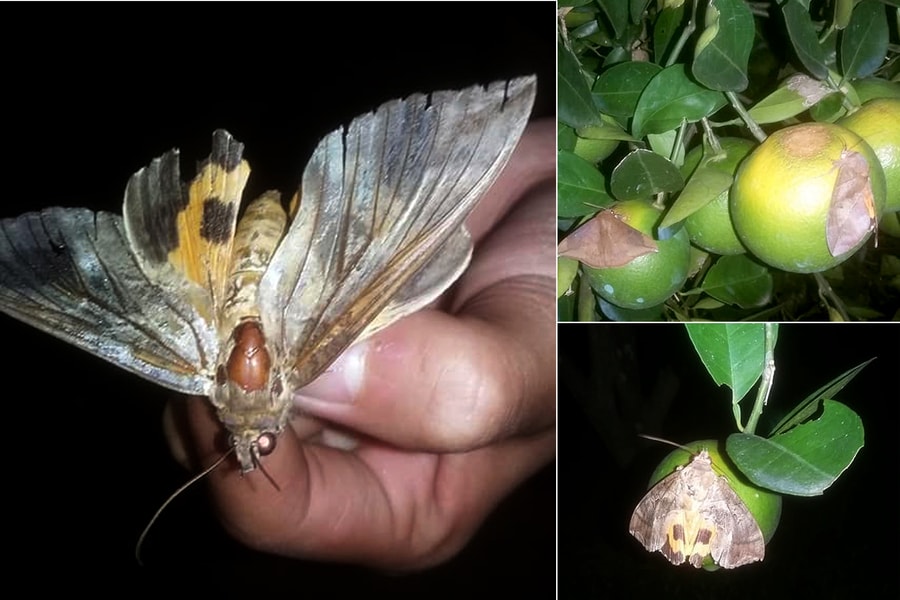 Sự thật về giống bướm lạ hại cam ở Con Cuông
