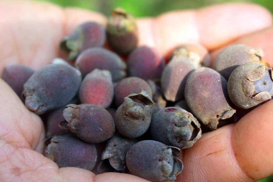 Nông dân Nghệ An lên núi hái sim kiếm trăm nghìn mỗi ngày 