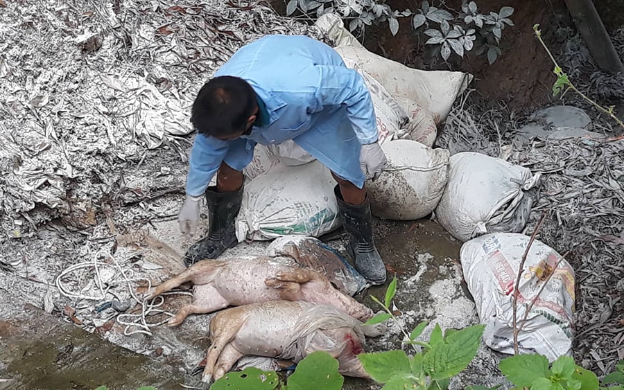 Người dân vứt lợn chết đầu nguồn sông Lam