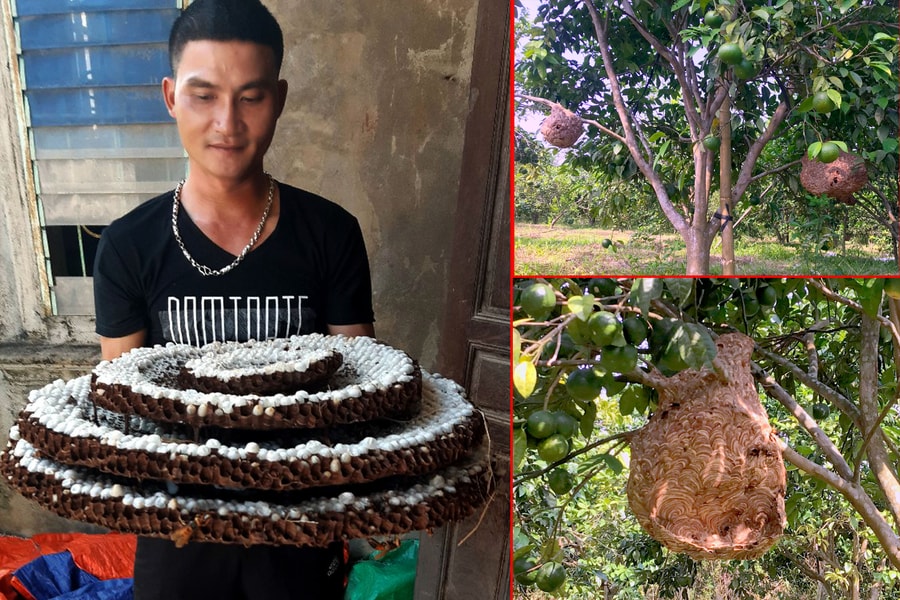 Anh nông dân Nghệ An nuôi ong 'hung thần' có thu nhập cao
