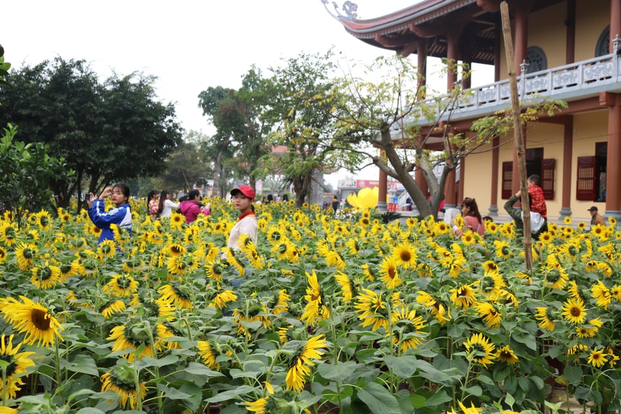 Nghệ An: Lễ hội Hoa Hướng dương 2019 sẽ có hoạt động ‘hội chợ quê’