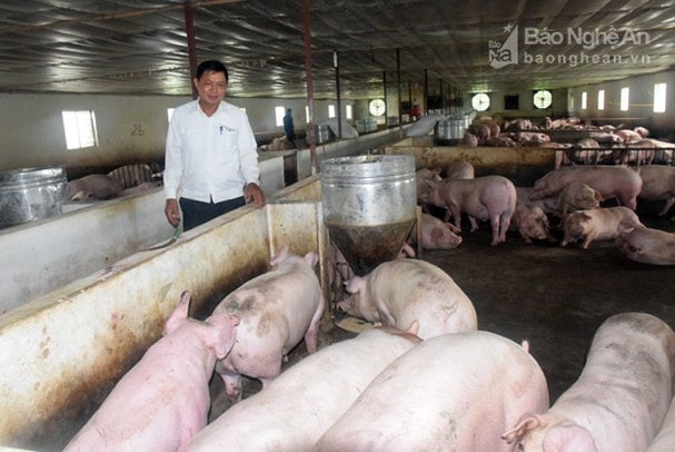 Thanh Chương có đàn lợn nhiều nhất Nghệ An