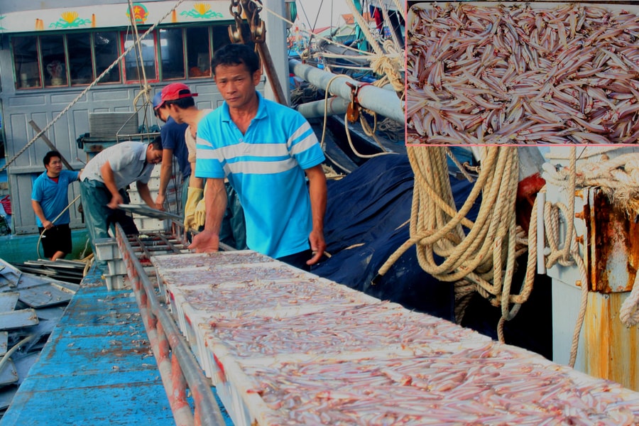 Ngư dân Nghệ An mở biển đầu năm trúng hàng trăm tấn cá trỏng