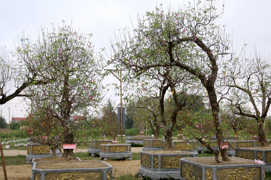 Đào Nhật Tân ghép trên gốc đào rừng giá cho thuê 80 triệu đồng ở Nghệ An  