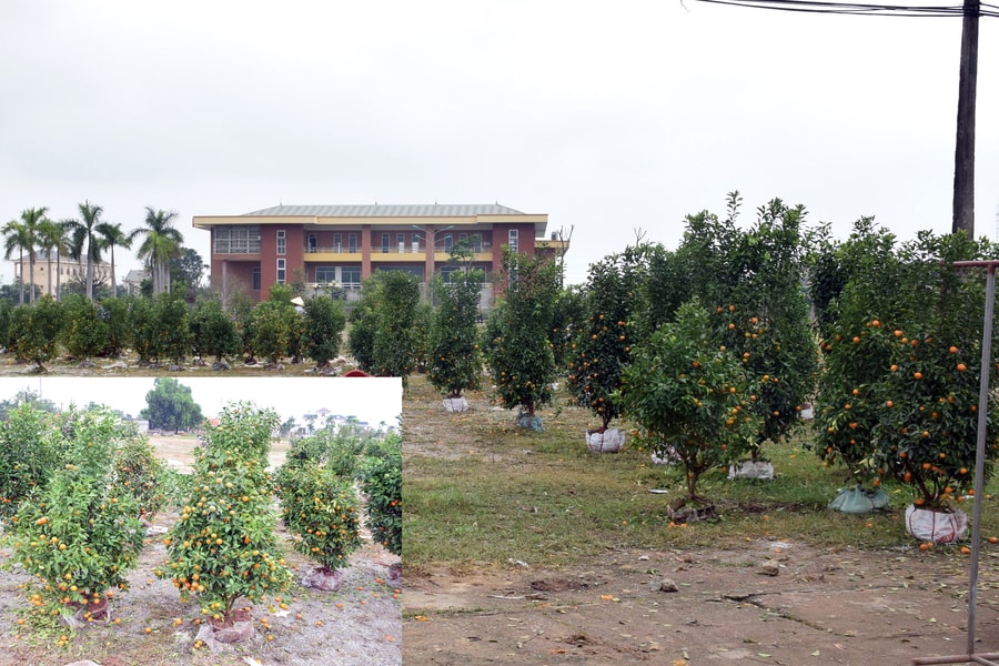 Chiều 30 Tết, quất, đào ở Nghệ An rẻ như cho mà vẫn ế