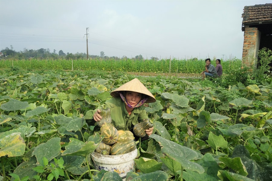 Trồng bí đỏ ven sông Lam thu lãi 100 triệu đồng/ha