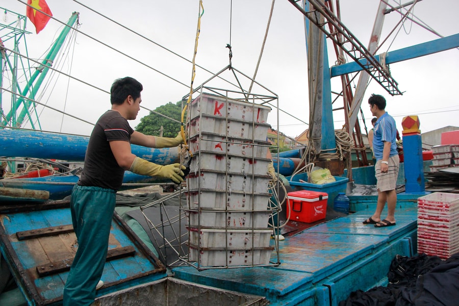 Ngư dân Nghệ An luộc mực ngay trên biển để giữ giá