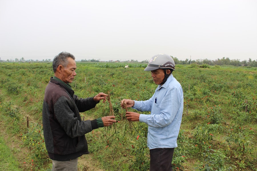 Hàng chục ha ớt cay ở Quỳnh Lưu bị héo và chết yểu