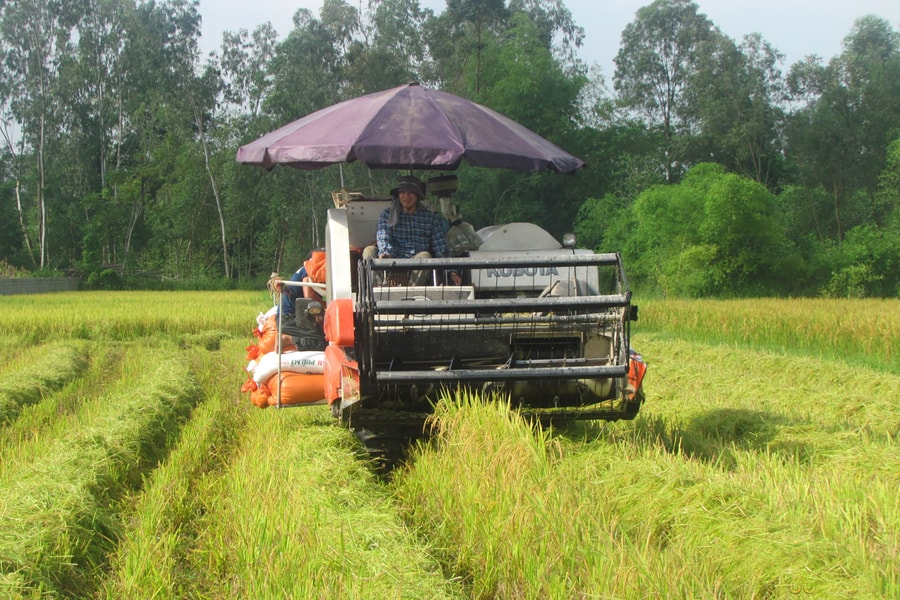 Nghệ An: Hỗ trợ phí bảo hiểm cho 8 huyện về cây lúa và 6 huyện về trâu, bò 