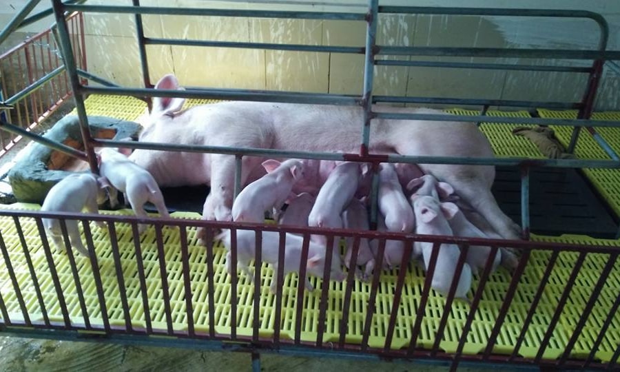 Lợn giống đắt gấp 2-3 lần, người chăn nuôi ở Nghệ An khó tái đàn