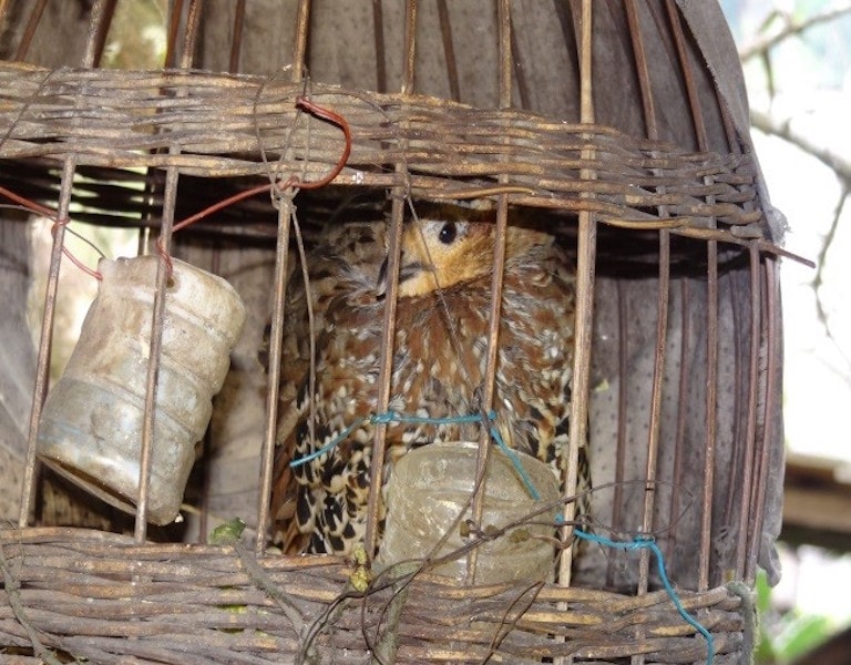 Nghệ An: Phát hiện 3 loài chim mới chưa từng ghi nhận có ở Bắc Trung Bộ