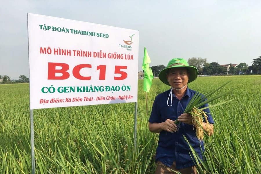 Giống lúa BC15 mới, Thái Xuyên 111 năng suất vượt trội 