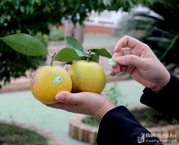 Nghệ An: Xác định đúng cây con chủ lực để tái cơ cấu nông nghiệp