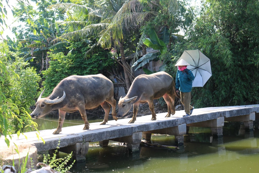 Ngắm cầu đá cổ in bóng bàu Rằn nơi huyện lúa