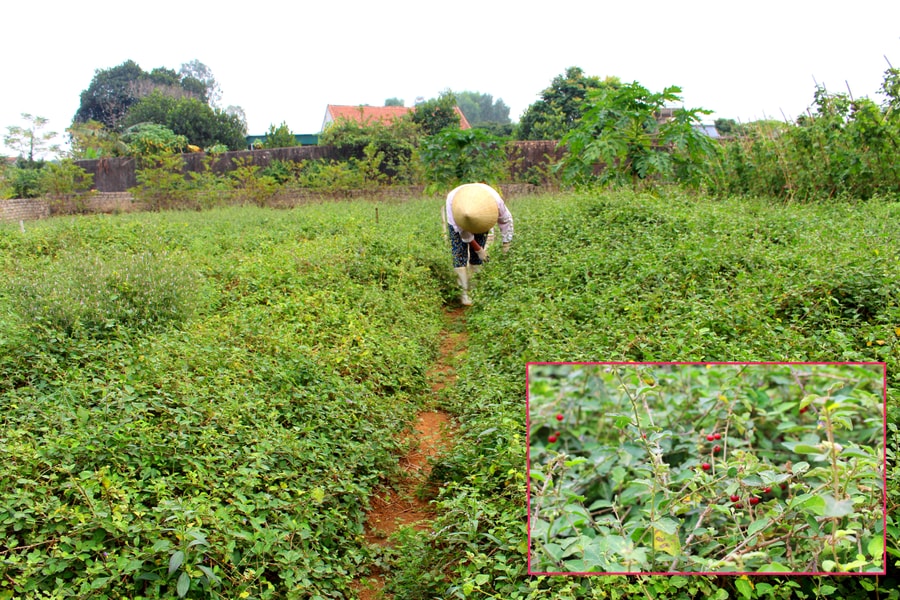 Nắng nóng, làng trồng cây 'giải nhiệt' ở Nghệ An thu nhập bộn tiền