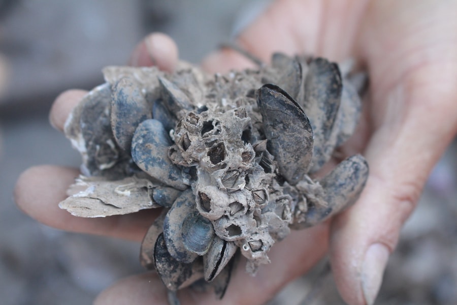 Hàu đặc sản Nghệ An mất mùa