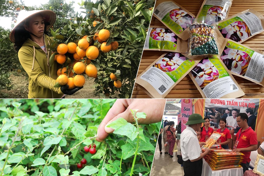 Bí quyết xây dựng sản phẩm OCOP ở Nghệ An 