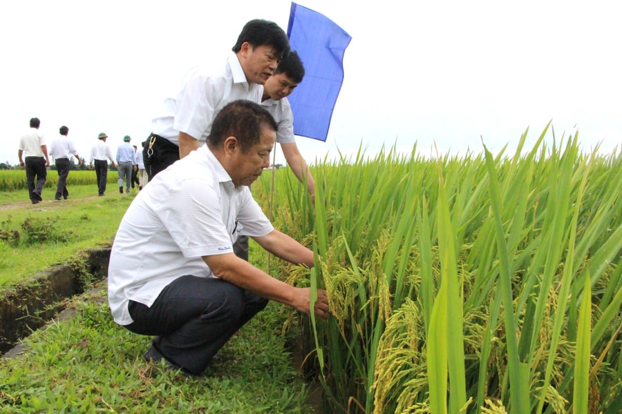 Đề cao trách nhiệm phục vụ nông dân ở Tổng Công ty CP Vật tư nông nghiệp Nghệ An