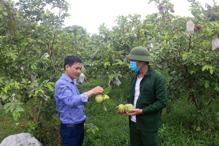 Nông dân Nghệ An có thu nhập quanh năm nhờ trồng ổi rải vụ 