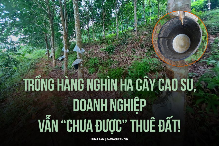 Trồng hàng nghìn ha cây cao su, doanh nghiệp vẫn 'chưa được' thuê đất!